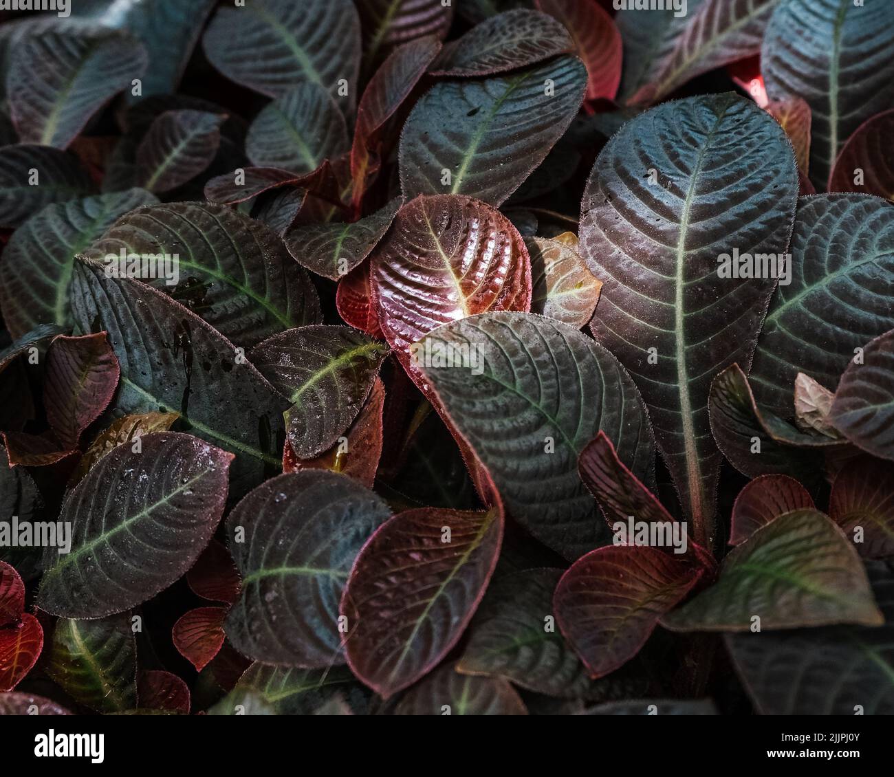 Eine Nahaufnahme der Blätter von Episcia cupreata. Botanischer Garten von Iasi, Rumänien. Stockfoto