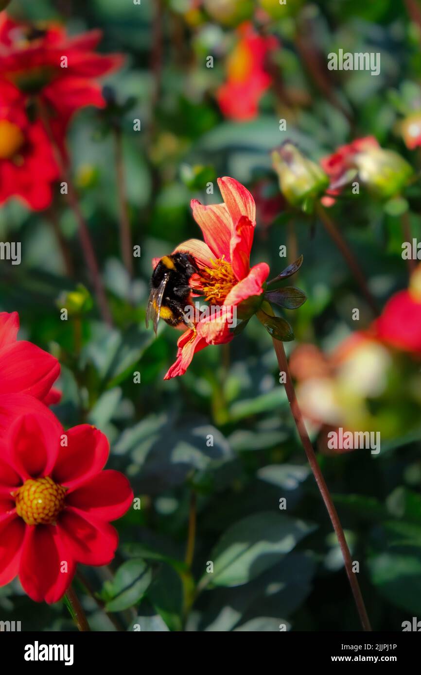 Eine vertikale Nahaufnahme der Biene auf Blumen. Botanischer Garten von Iasi, Rumänien. Stockfoto