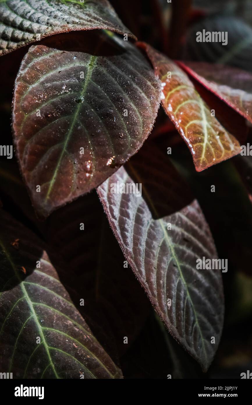 Eine vertikale Nahaufnahme von Episcia cupreata-Blättern. Botanischer Garten von Iasi, Rumänien. Stockfoto