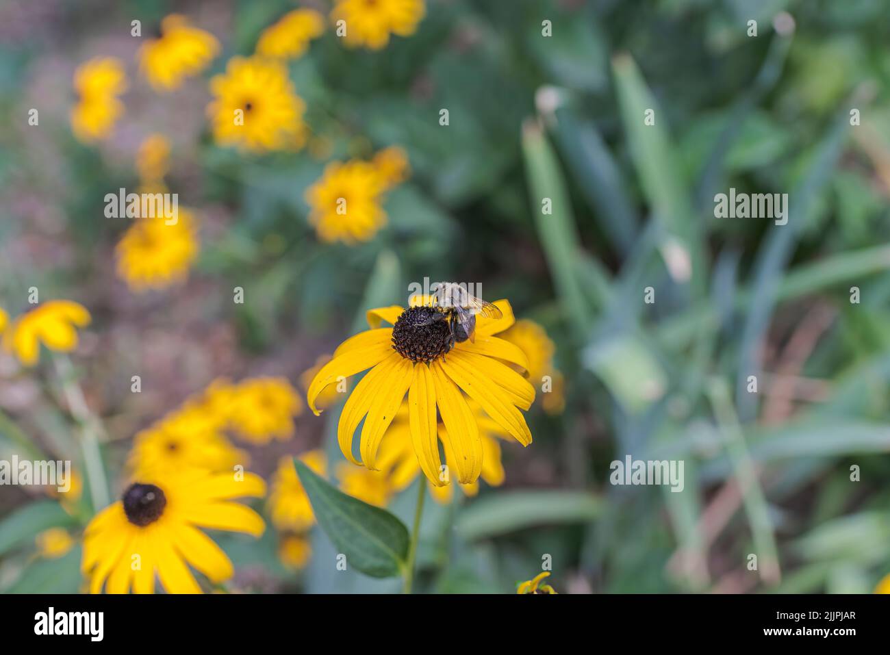 Eine Selektion einer Biene auf Schwarzaugen-Susans (Rudbeckia) Stockfoto