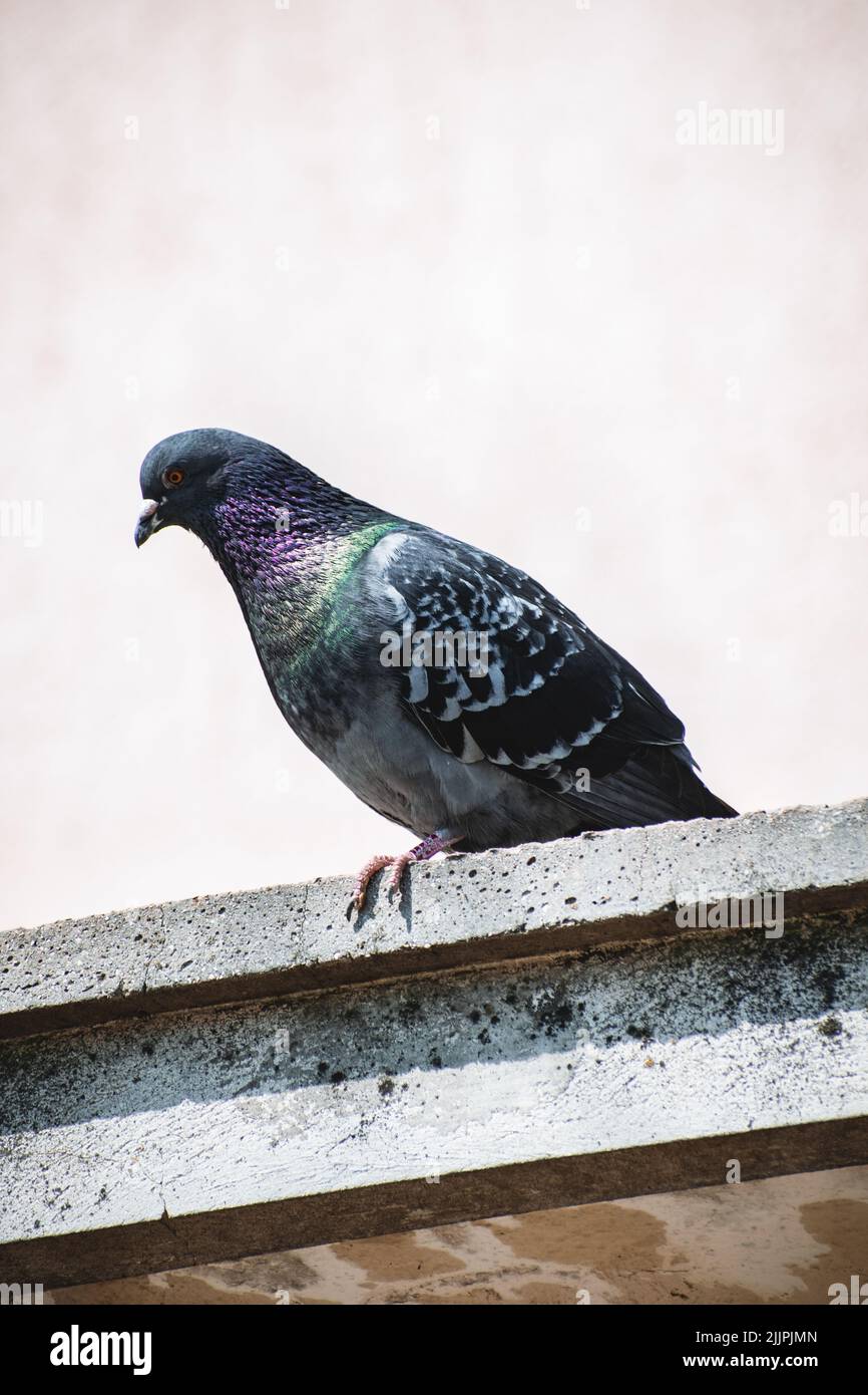 Eine vertikale Aufnahme einer grauen Taube, die an einer Wand steht Stockfoto