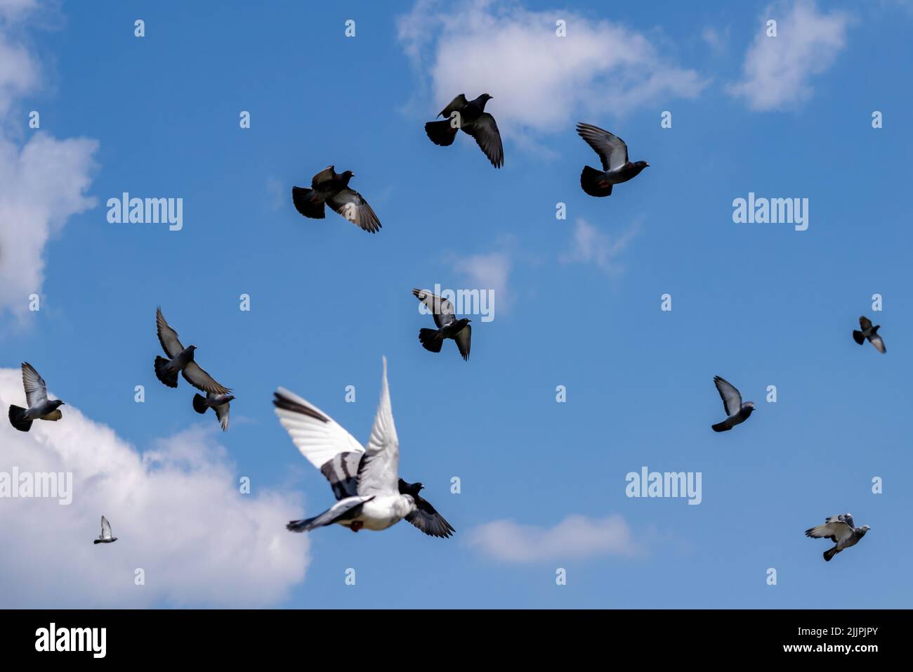 Eine Aufnahme eines Schwarms grauer und weißer Tauben, isoliert auf einem Hintergrund des blauen Himmels Stockfoto