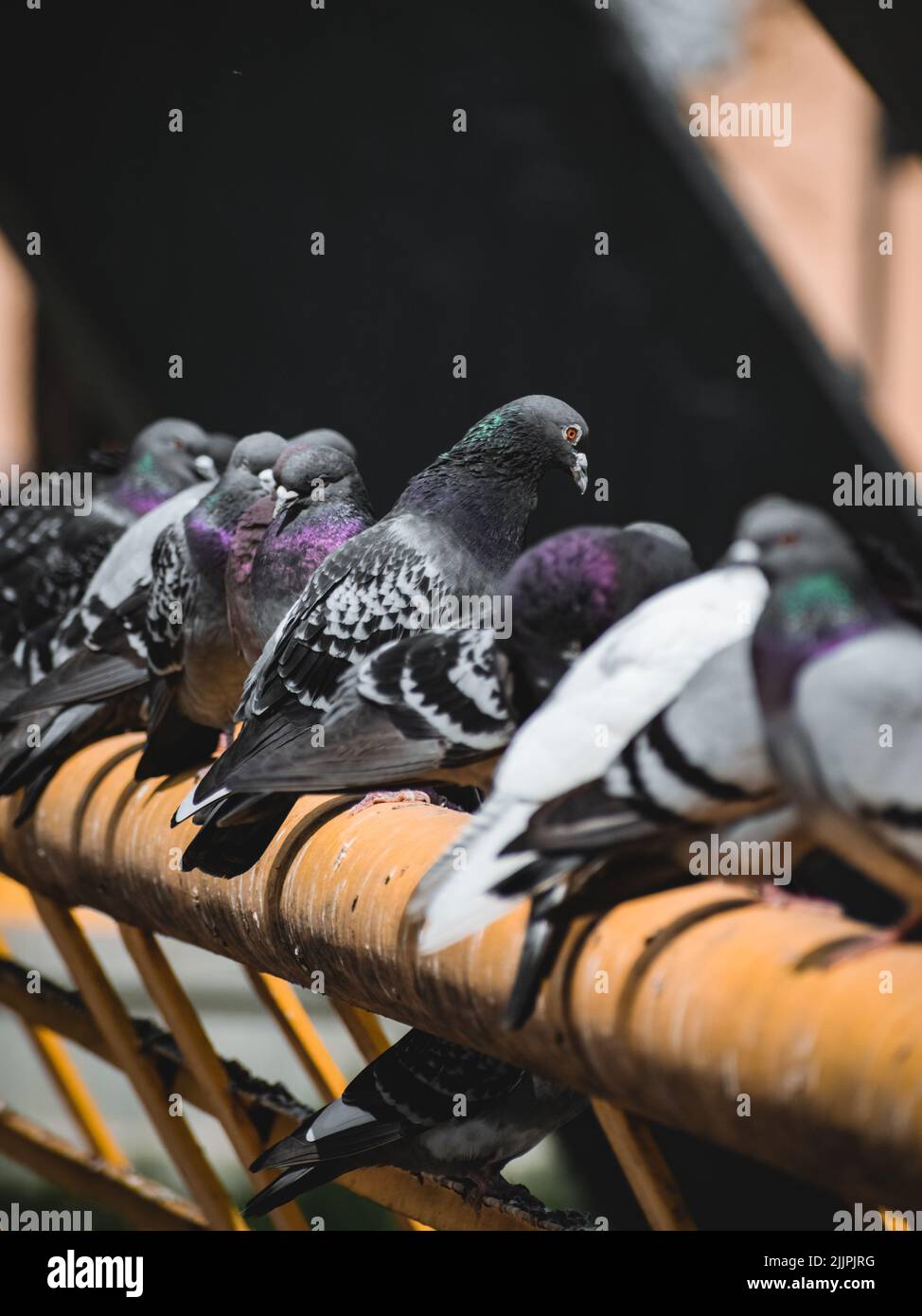 Eine Gruppe von Tauben, die auf einer gelben Röhre mit einem verschwommenen Hintergrund stehen Stockfoto