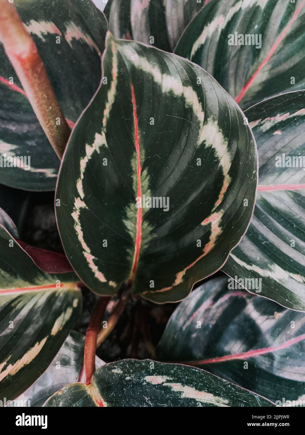 Eine vertikale Aufnahme von calathea-Blättern in Lasi, Rumänien Stockfoto