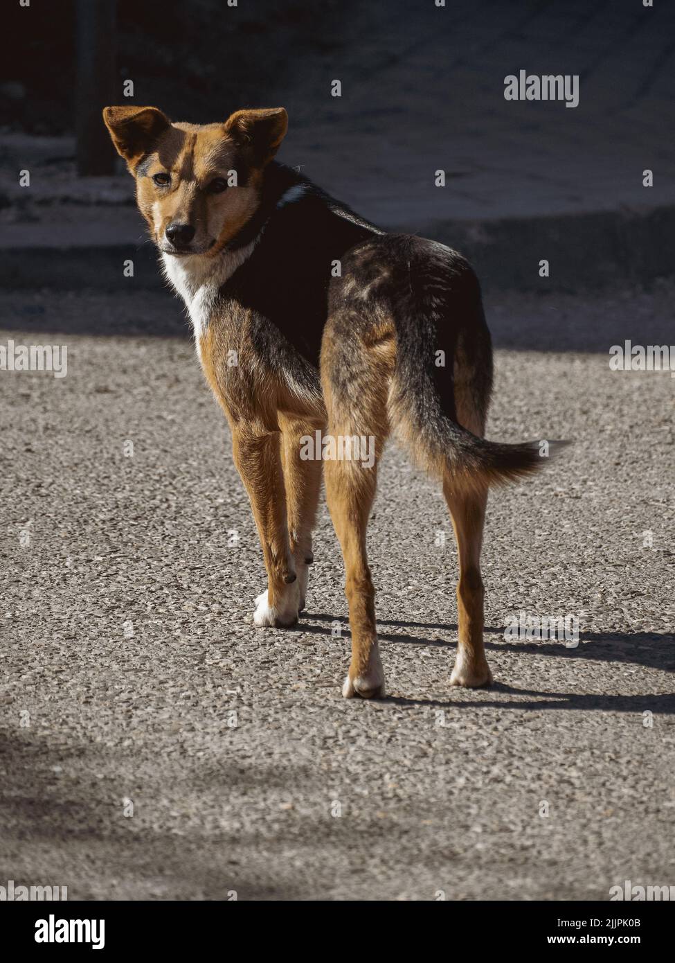 Eine vertikale Aufnahme eines Pye-Hundes, der in die Kamera in Lasi, Rumänien, blickt Stockfoto