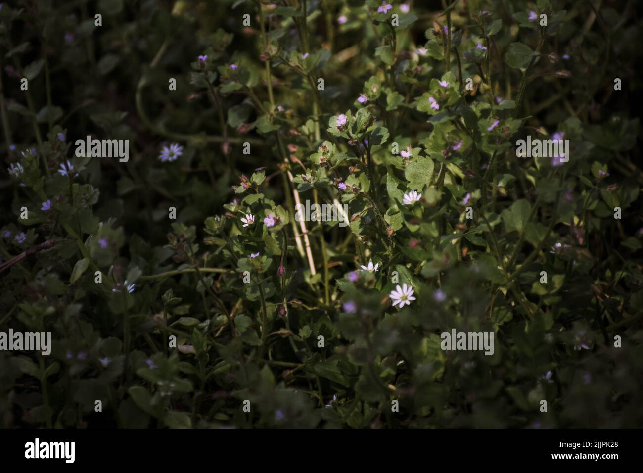 Eine augenhelle Pflanze mit blühenden Blumen Stockfoto