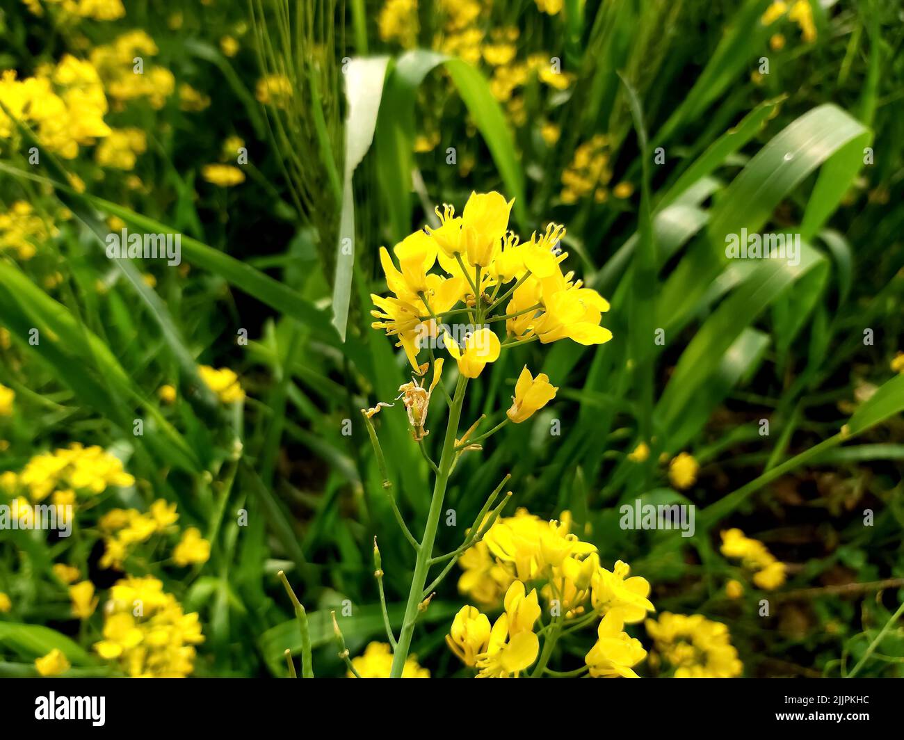 Eine Senfpflanze auf einem Feld Stockfoto