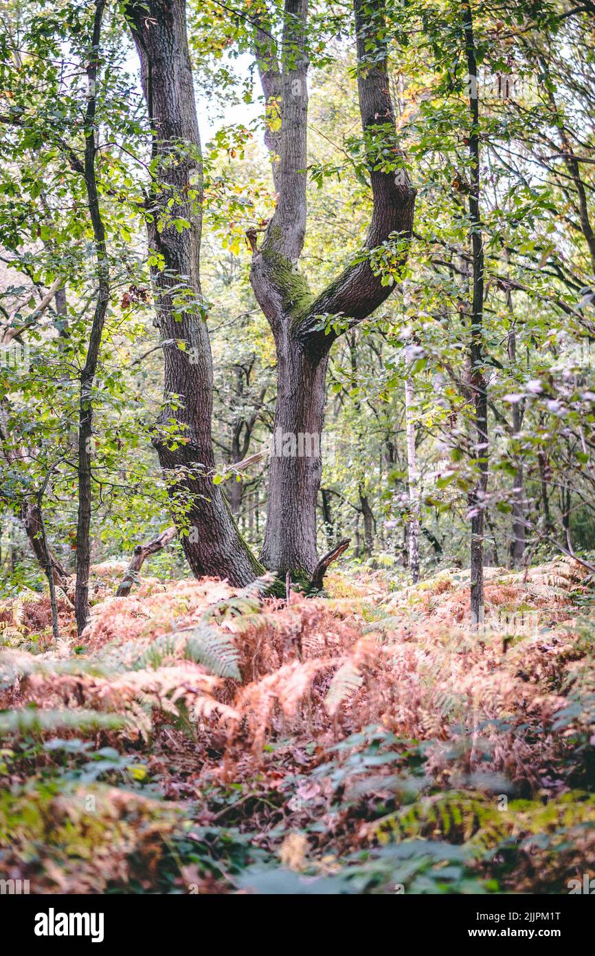 Farbenfrohe Bäume im Wald während der Herbstsaison, Barnsley, England, Großbritannien Stockfoto