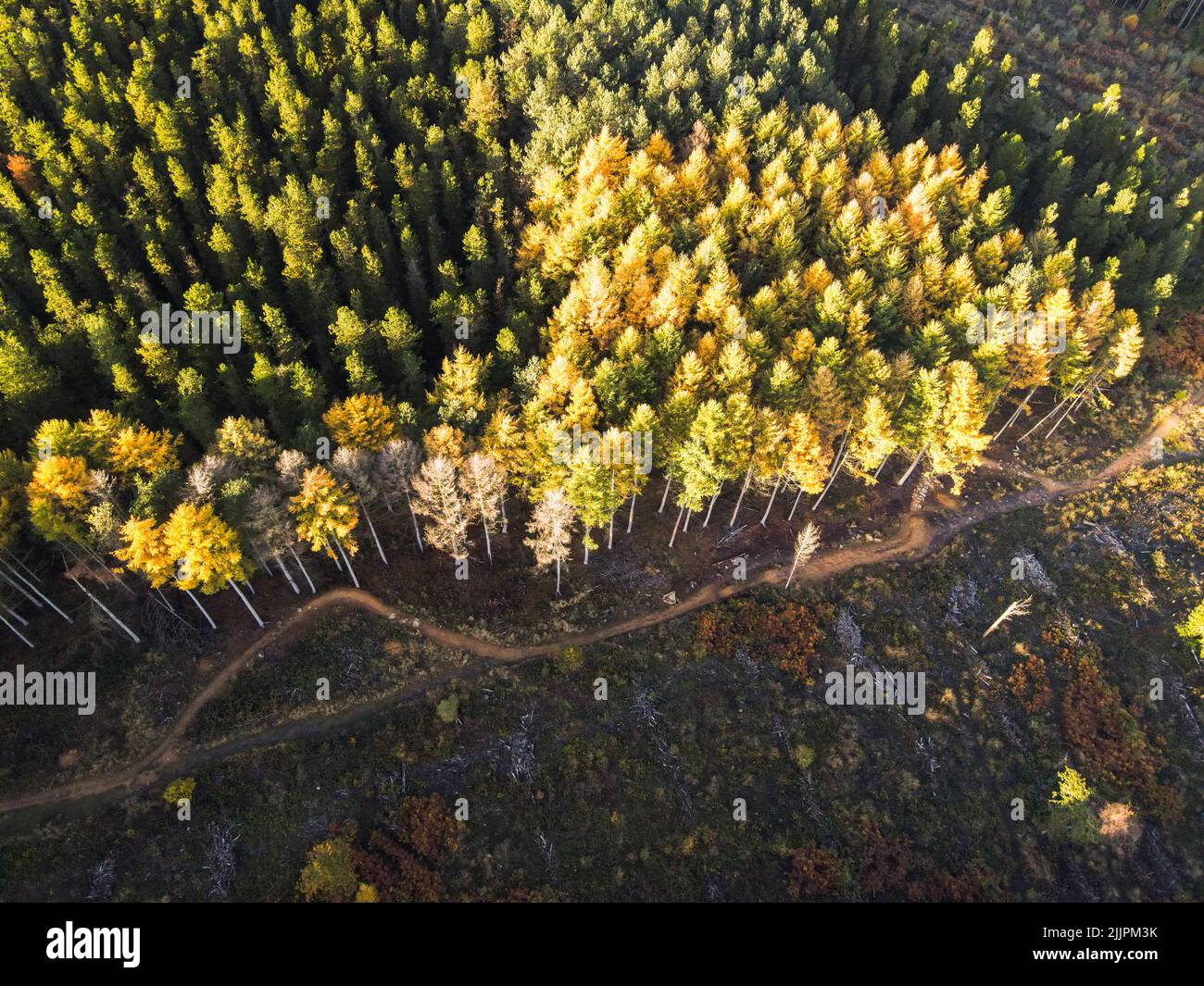 Eine Drohnenaufnahme eines Herbstwaldes voller schöner Bäume. Stockfoto