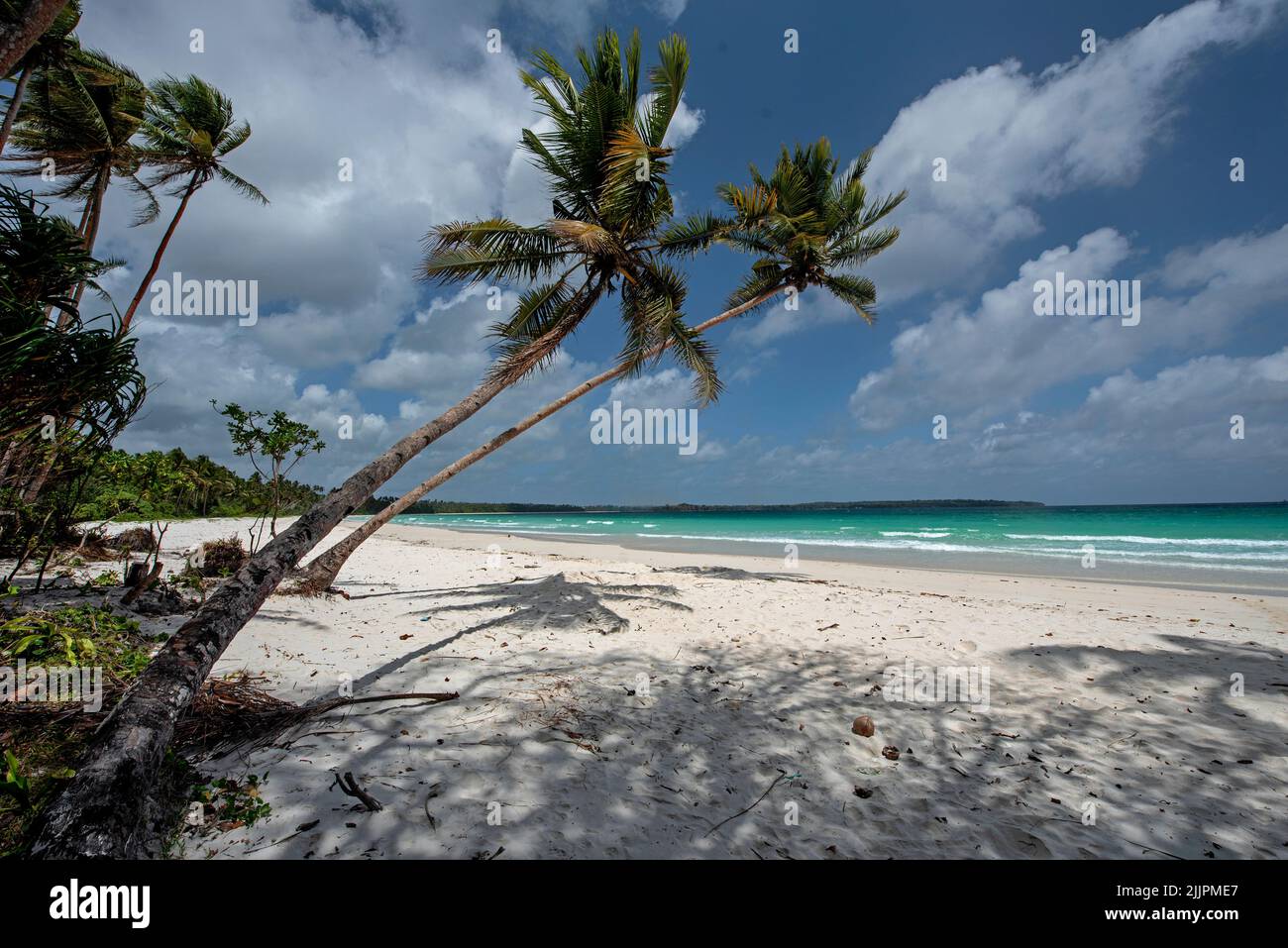 Schiefe Palmen am Strand von Matwaer (Metro Beach), Kei Kecil, Kei Islands, Provinz Maluku, Indonesien Stockfoto