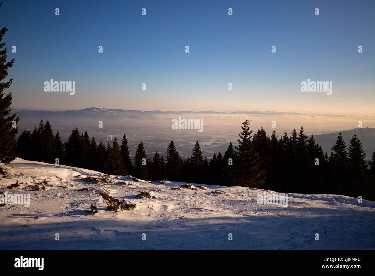 Ein Wintermärchenwald, verschneite Lichtung, blauer Himmel. Stockfoto