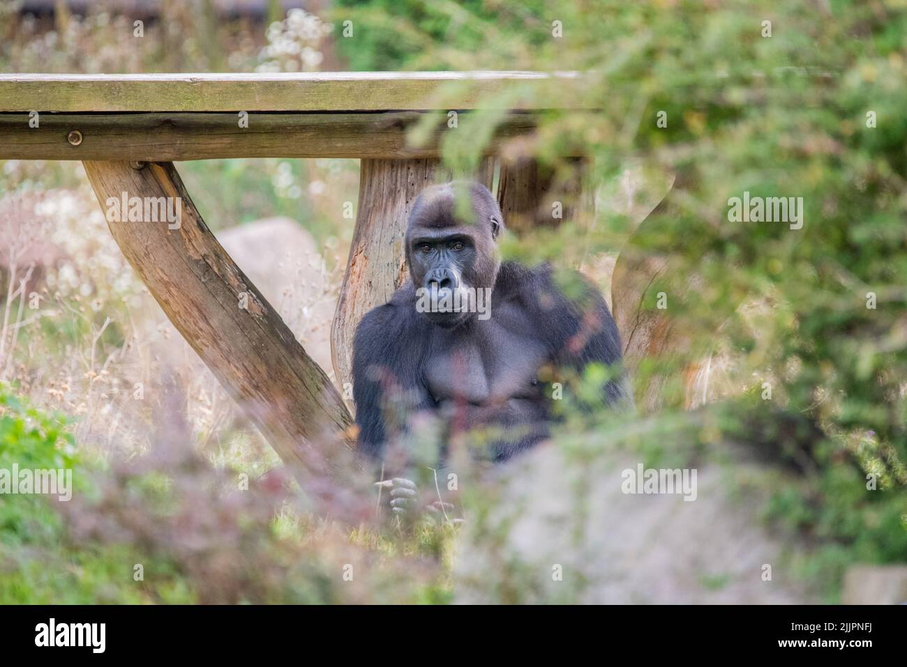Nahaufnahme eines Gorillas, der in einem Wald sitzt Stockfoto