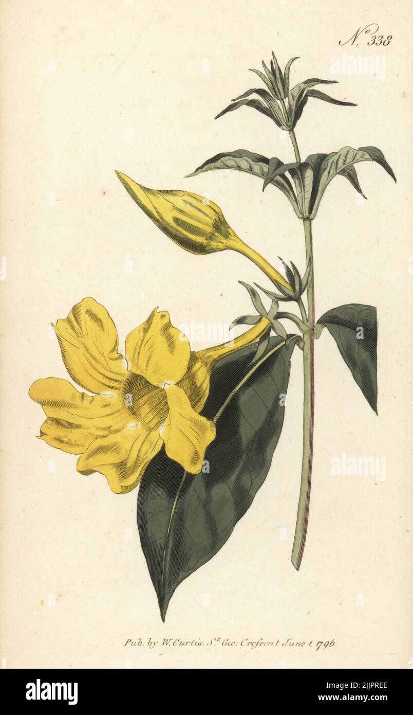 Bush allamanda, Allamanda schottii. allamanda, Allamanda catharartica, Weidenblättrig. Geboren in Cayenne und Guyana, eingeführt von Christian Ludwig, Baron von Hake, im Jahr 1785. Handkolorierter Kupferstich nach einer botanischen Illustration aus William Curtis's Botanical Magazine, Stephen Couchman, London, 1796. Stockfoto