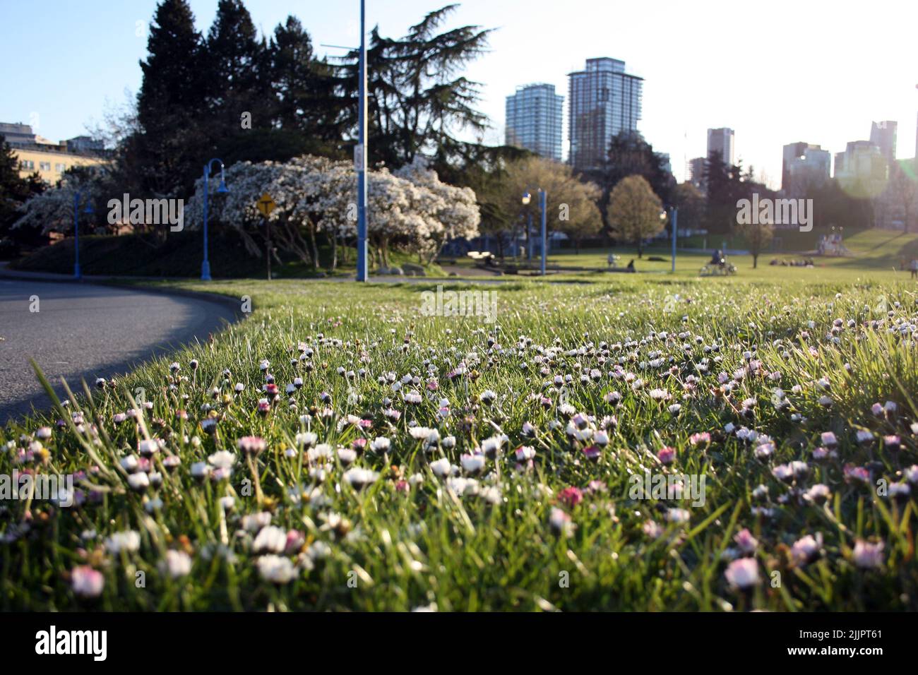 Die Blumen in einem Stadtpark Stockfoto