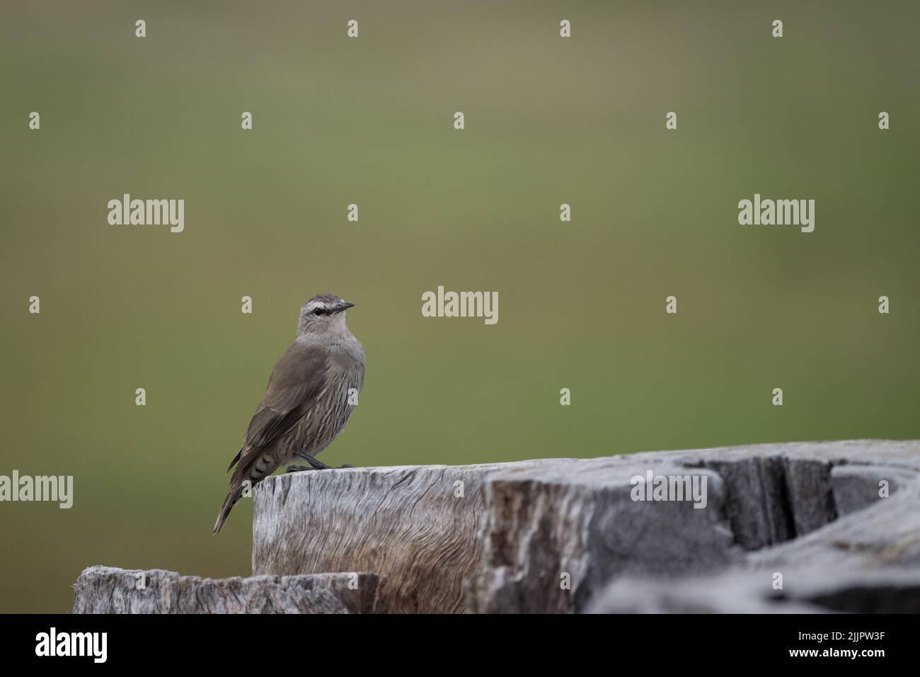 Ein Weißbrauer, der auf einem Baumstumpf sitzt, während er in den Lara Wetlands im Outback Queensland, Australien, nach einem Insektenessen schart. Stockfoto