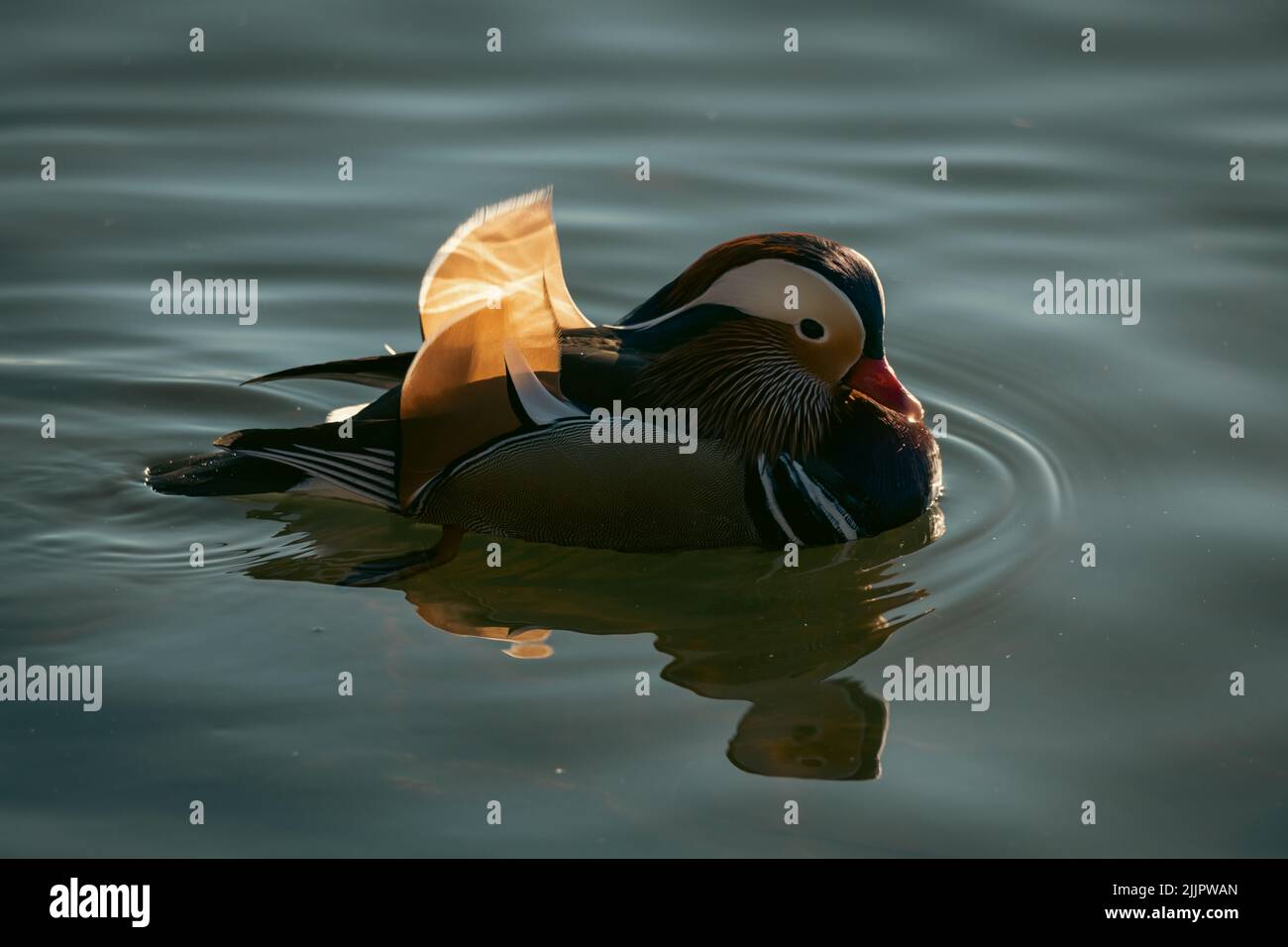 Eine Nahaufnahme einer schwebenden Mandarinente Stockfoto