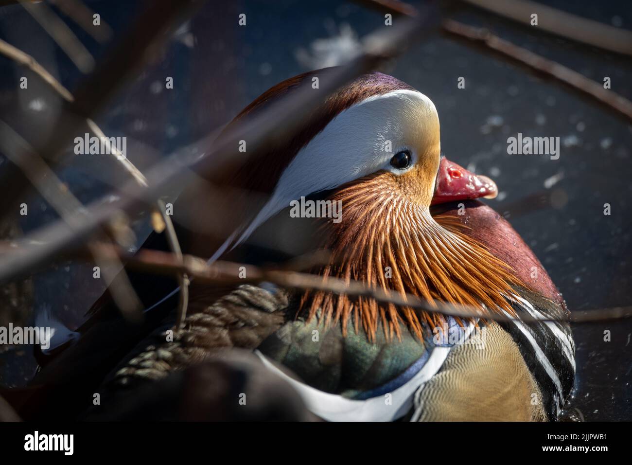 Eine Nahaufnahme einer niedlichen, schwimmenden Mandarinente Stockfoto