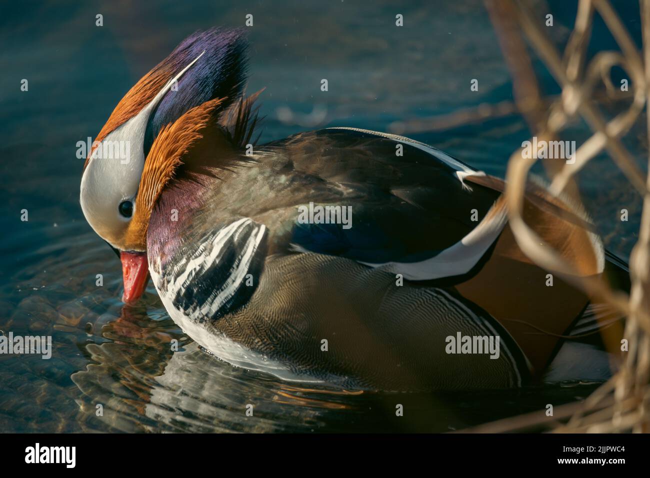 Eine Nahaufnahme einer schwimmenden Mandarinente, die mit ihrem Schnabel Wasser trinkt Stockfoto