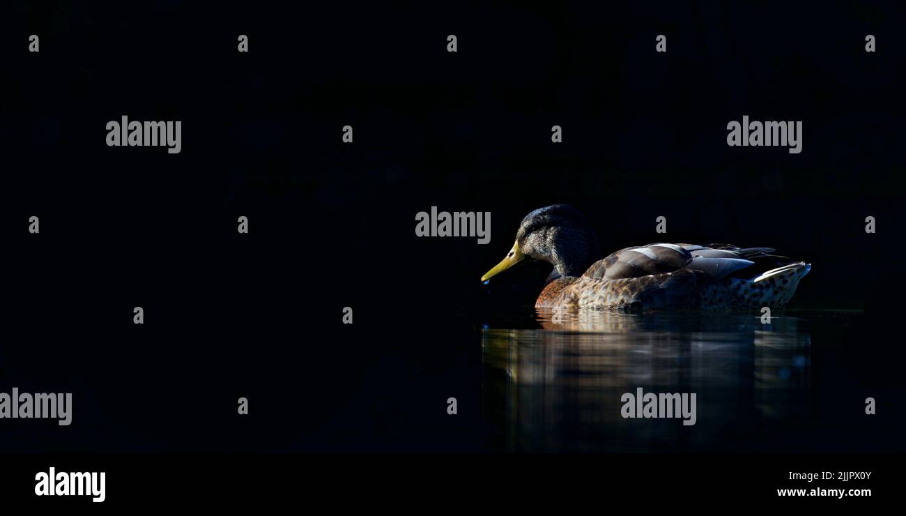 Eine wunderschöne Aufnahme einer Mallard Common Ente in spiegelndem schwarzen Wasser in der Nacht in Basel, Schweiz Stockfoto