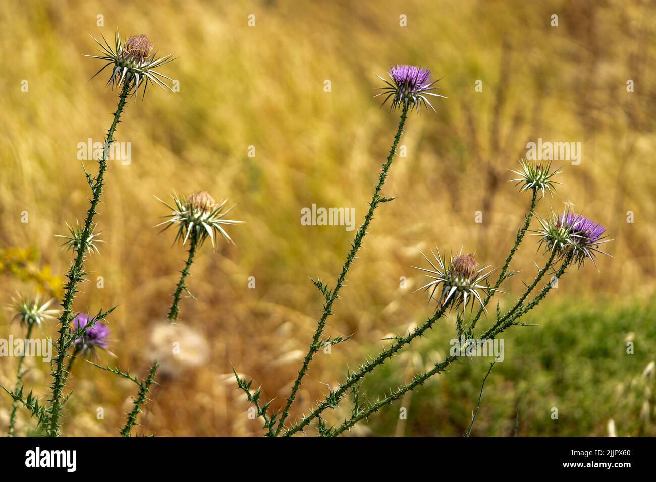 Eine Nahaufnahme von Disteln auf einem unscharfen Hintergrund eines Feldes Stockfoto