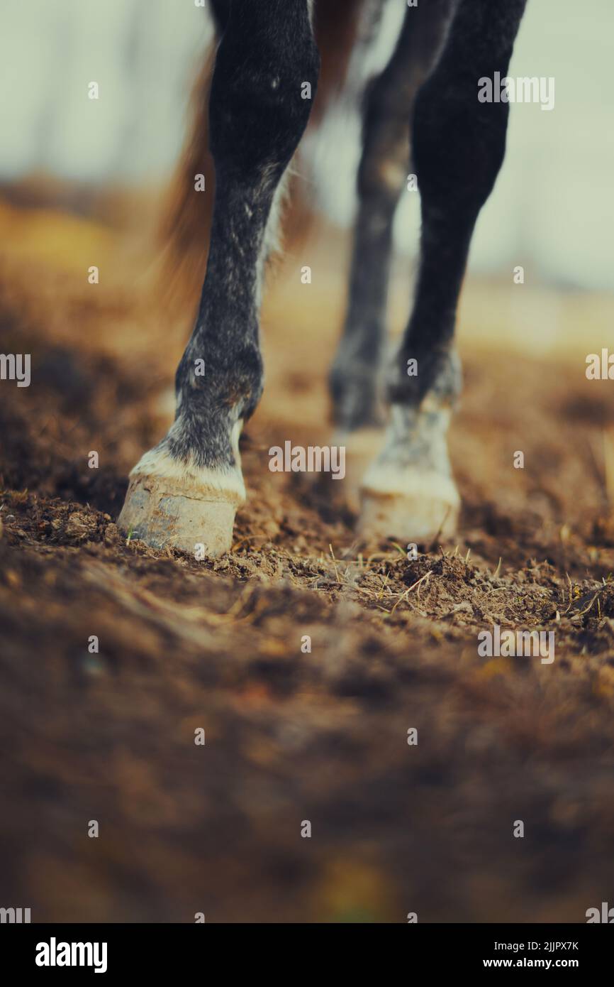 Eine Nahaufnahme von schwarzen Pferdehufen. Viehweide auf der Weide Stockfoto