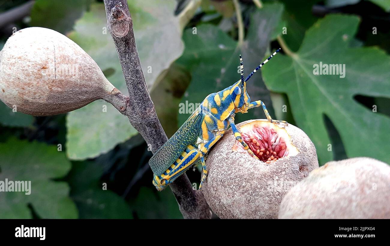 Eine indische Heuschrecke auf einer Pflanze in einem Garten Stockfoto
