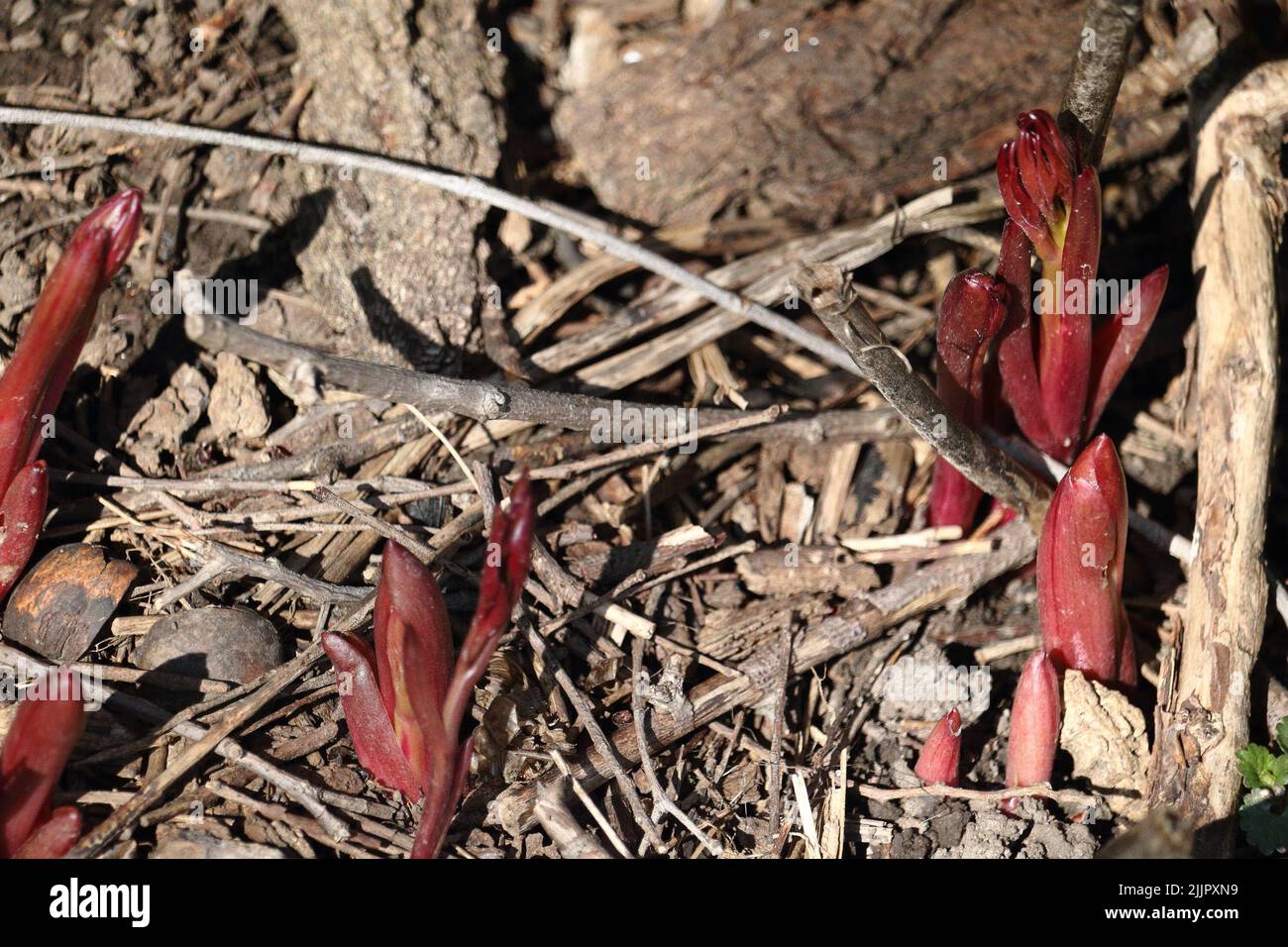 Ein Vogel in der Natur versucht, Nahrung zu finden Stockfoto