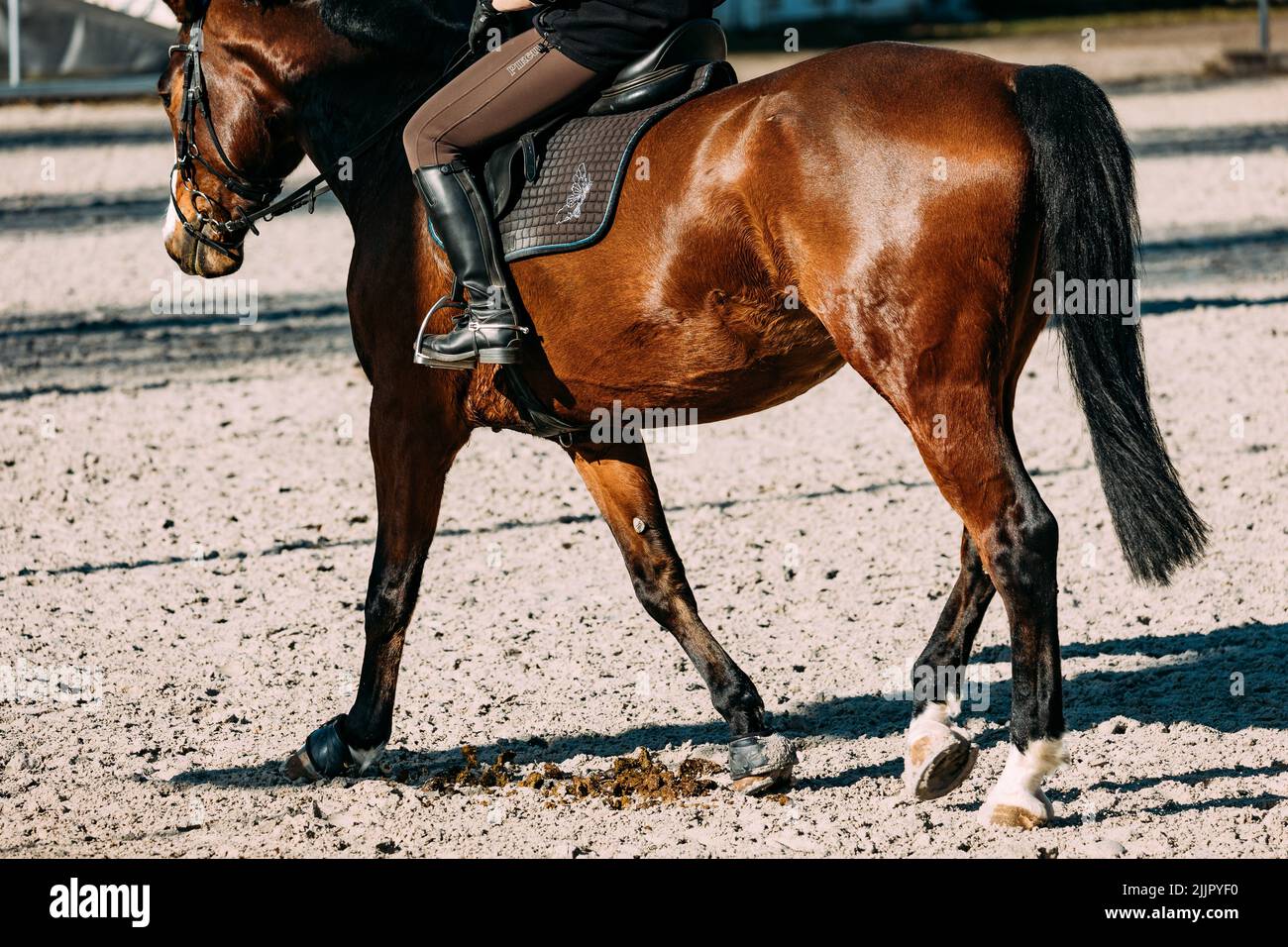 Ein schönes braunes Pferd in einer Reitarena Stockfoto