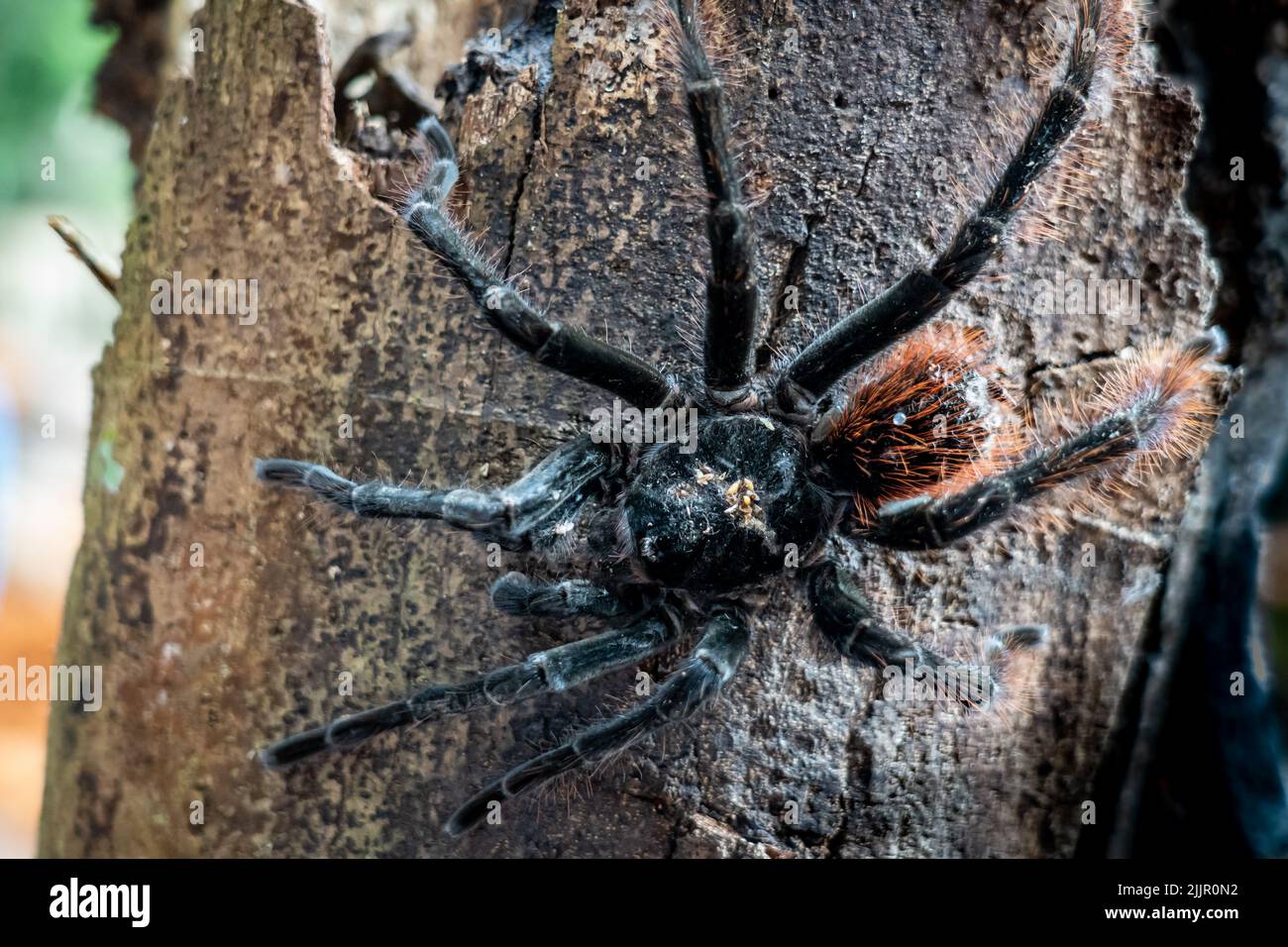 Wie Sieht Die Größte Spinne Der Welt Aus www.alamy.de