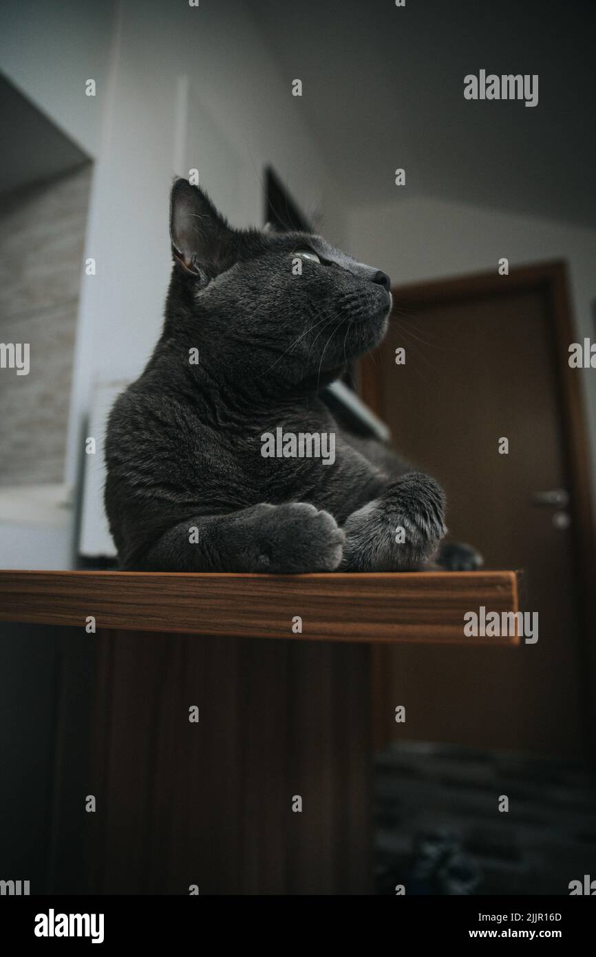 Eine vertikale Aufnahme einer niedlichen schwarzen Katze, die auf einer Holzoberfläche liegt Stockfoto