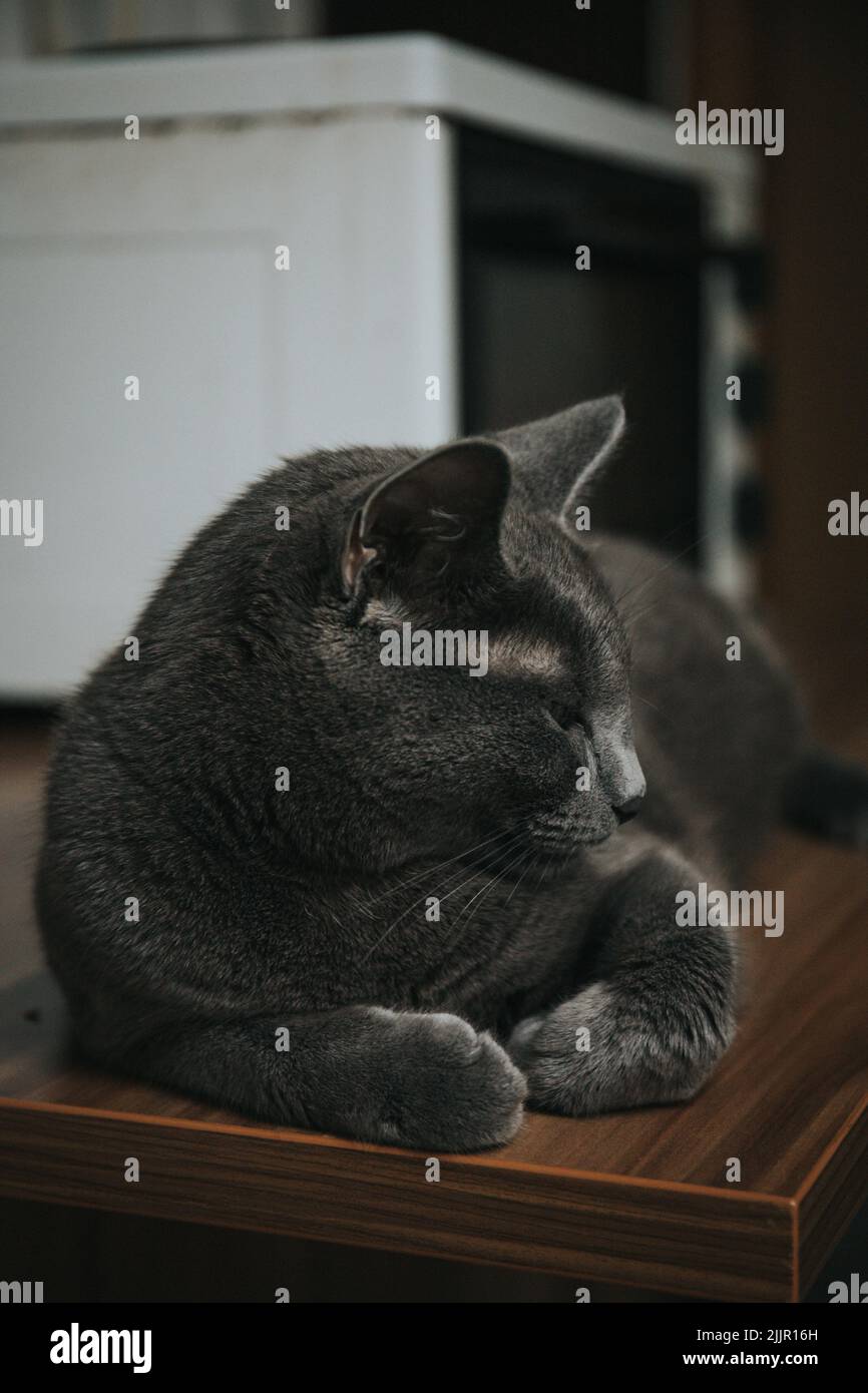 Eine vertikale Aufnahme einer niedlichen schwarzen Katze, die auf einer Holzoberfläche liegt Stockfoto