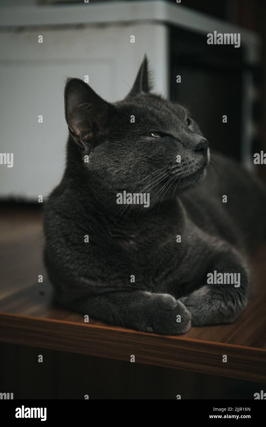 Eine vertikale Aufnahme einer niedlichen schwarzen Katze, die auf einer Holzoberfläche liegt Stockfoto