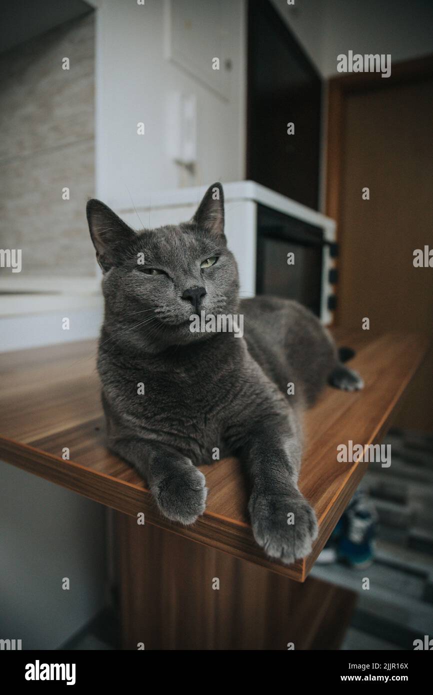 Eine vertikale Aufnahme einer niedlichen schwarzen Katze, die auf einer Holzoberfläche liegt Stockfoto