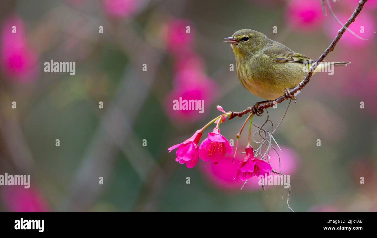 Nahaufnahme eines orangefarbenen Waldsänger, der auf einem Zweig einer Blume thront Stockfoto