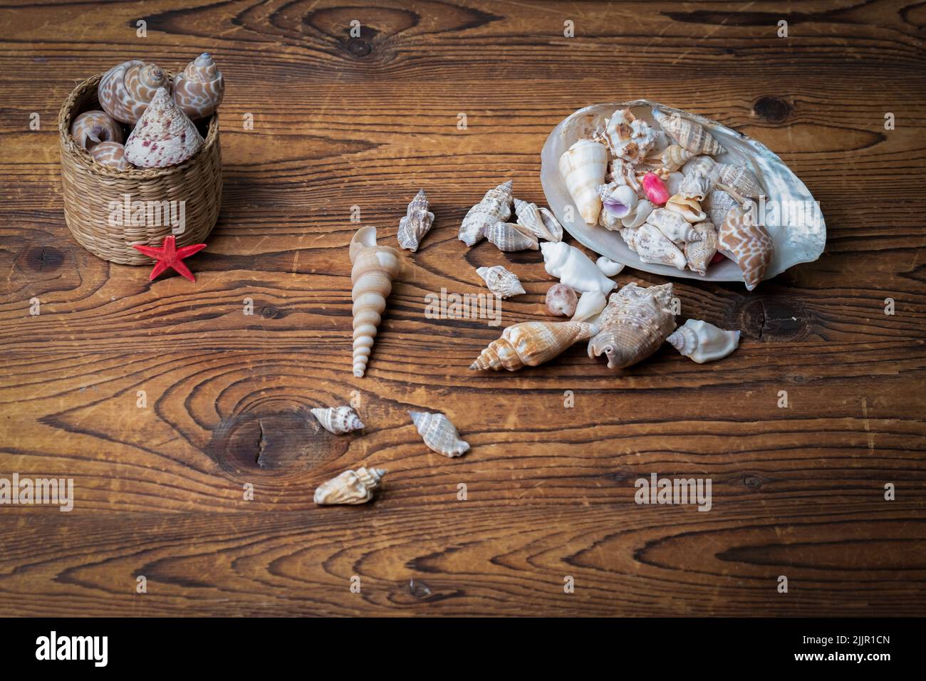 Nahaufnahme verschiedener Muscheln auf einem Holzhintergrund Stockfoto