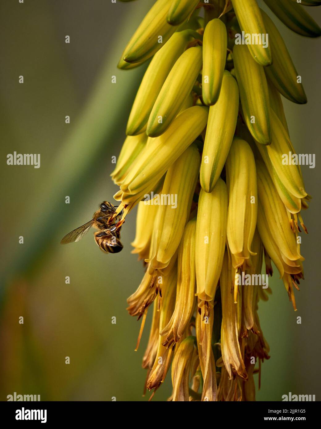 Eine Nahaufnahme der Biene, die um die Blume fliegt und Nektar sammelt Stockfoto