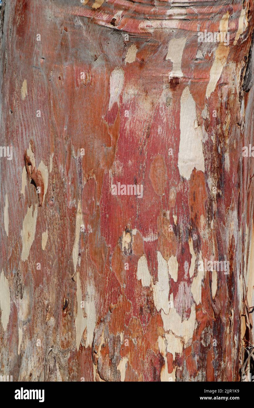 Eine vertikale Aufnahme von grungiger Holzoberfläche - natürliches Hintergrundkonzept Stockfoto