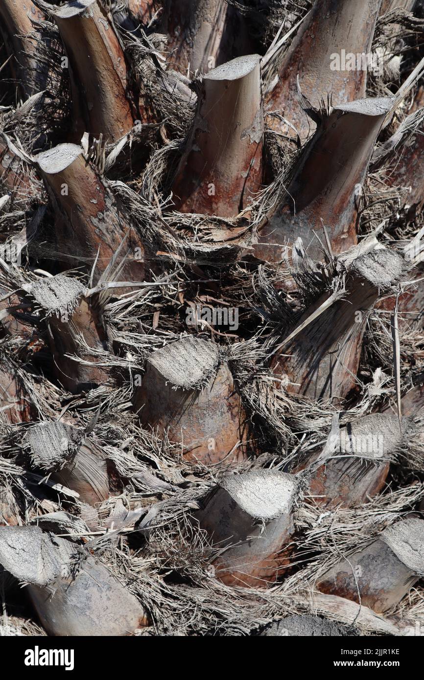 Eine vertikale Aufnahme von geschnittener Palmenwedel an einem sonnigen Tag Stockfoto