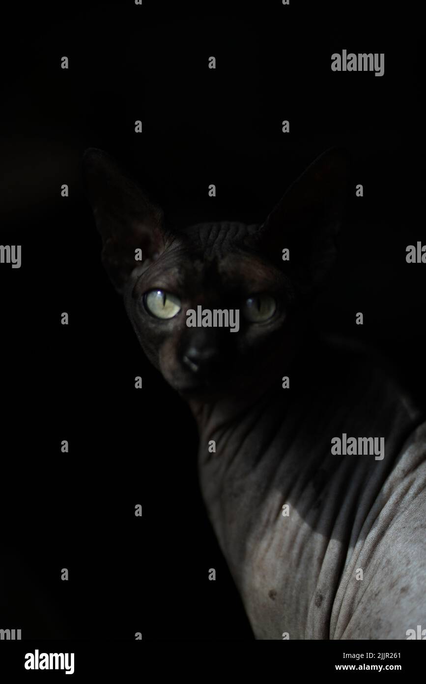 Eine vertikale Nahaufnahme einer grauen Sphynx-Katze auf schwarzem Hintergrund Stockfoto