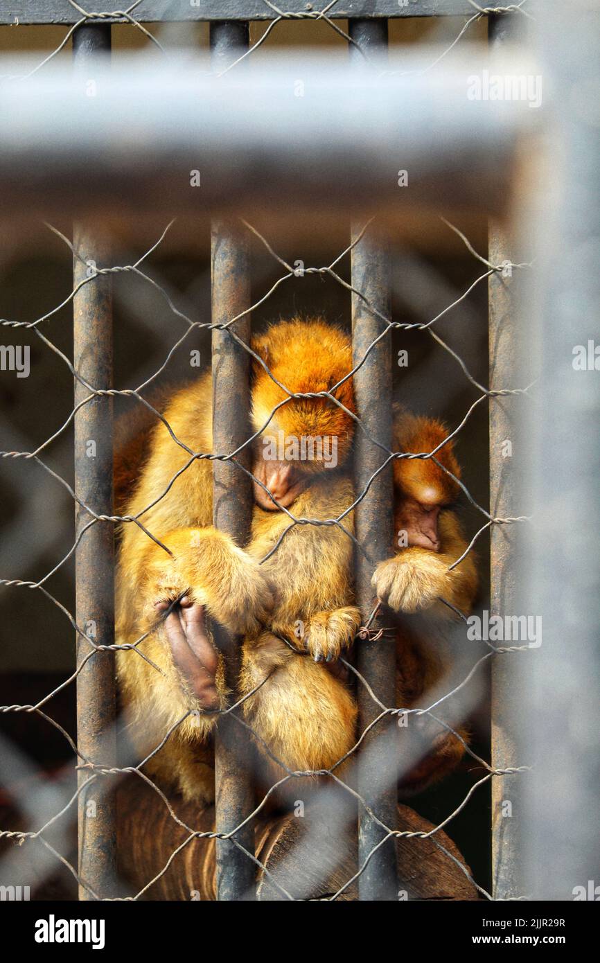 Eine Makaken-Mutter umarmt ihr Baby und schläft im Zoo von Dream Village, Marokko Stockfoto
