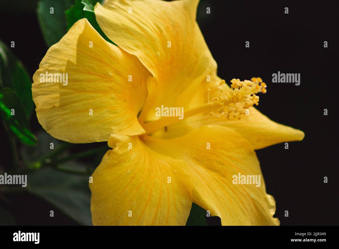 Eine Nahaufnahme der gelben Hibiskusblüte Stockfoto