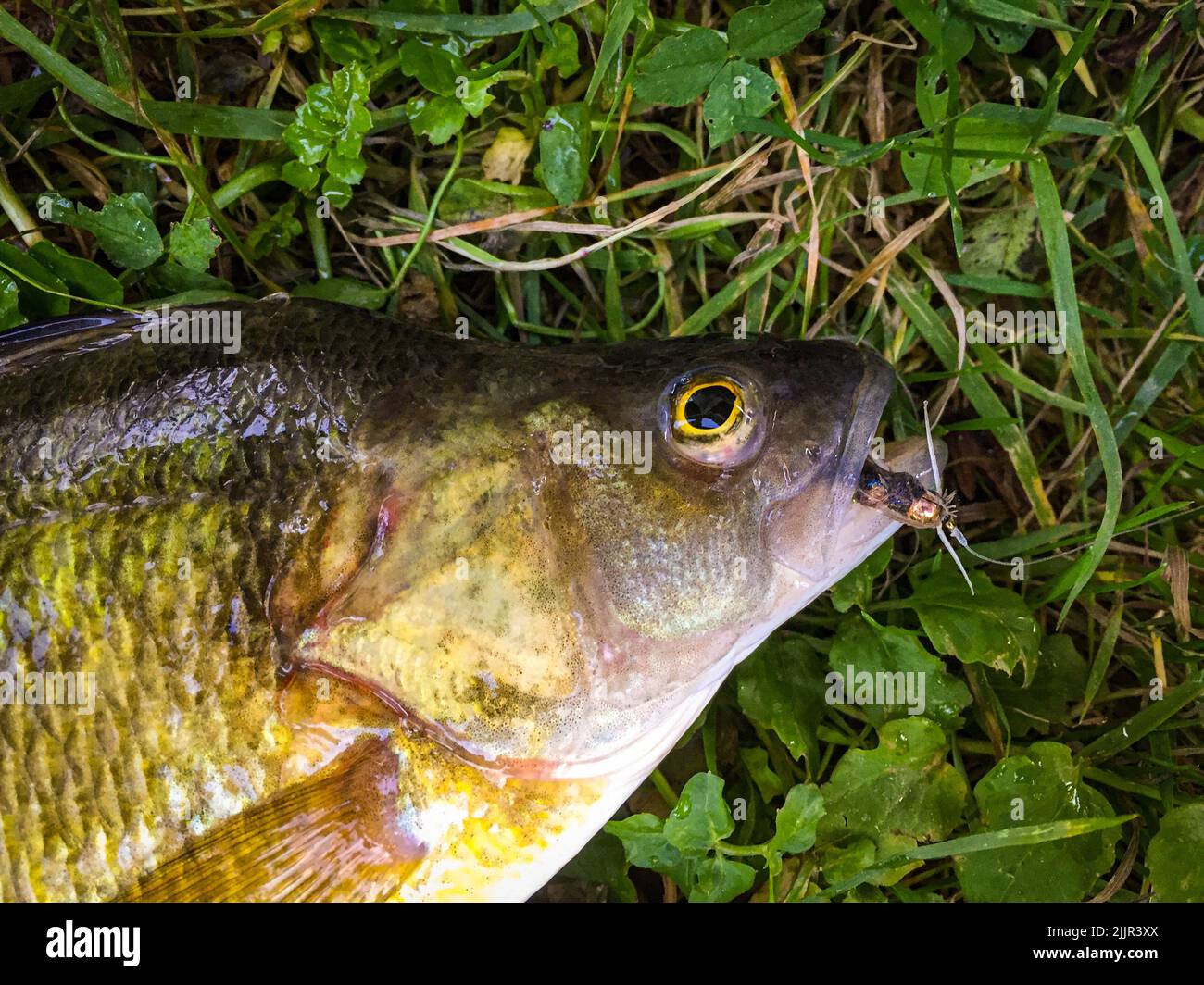 Eine Draufsicht Nahaufnahme eines toten Fisches auf dem Gras Stockfoto