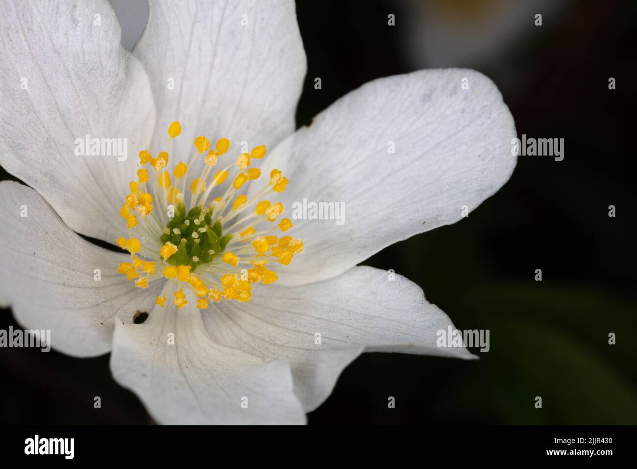 Makrofotografie des zerbrechlichen weißen Blütenkopfes mit Fokus auf gelbem Staubgefäß Stockfoto