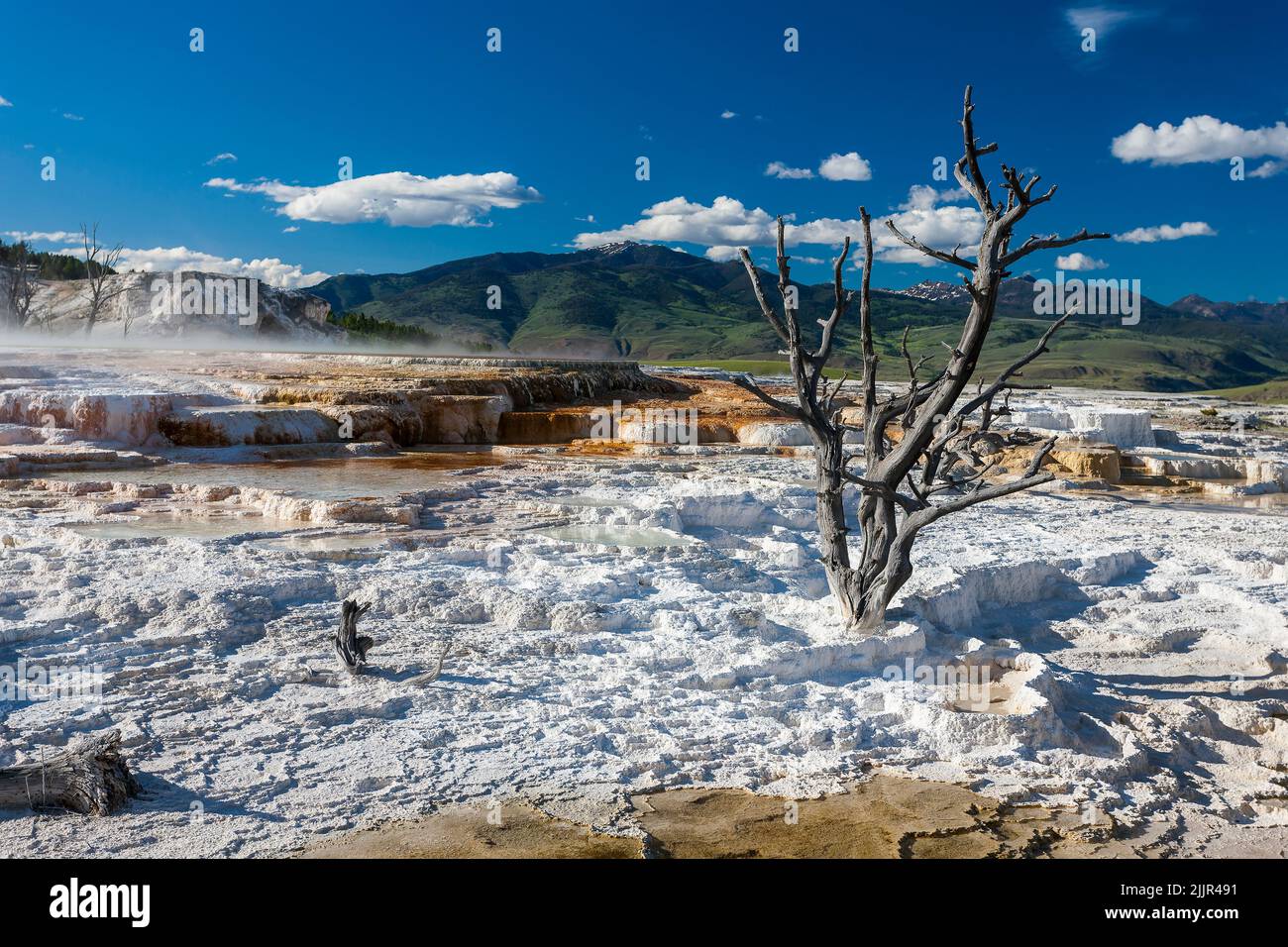 Mammoth Hot Spring Terraces Landschaft im Yellowstone National Park, Wyoming, Vereinigte Staaten von Amerika Stockfoto