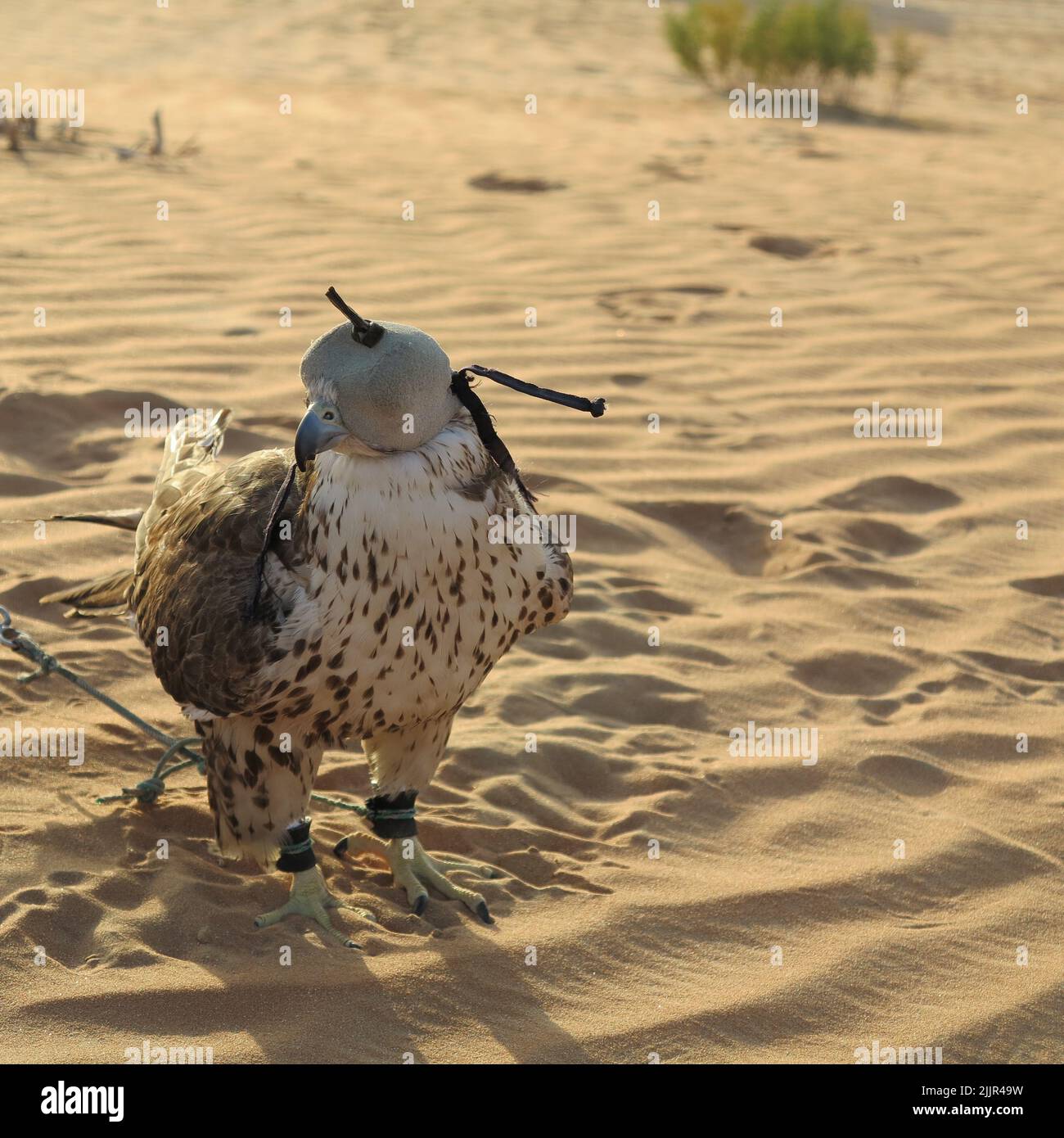 Arabischer Falke während der Jagdausstellung in der Wüste Stockfoto