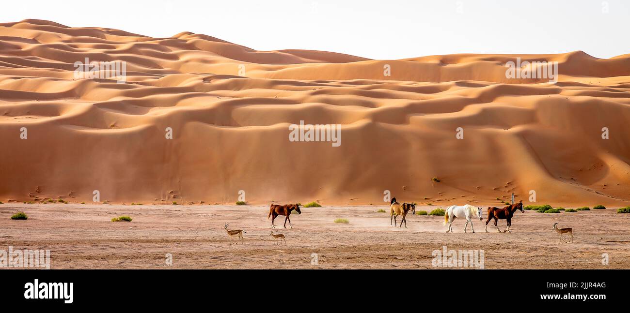 Arabian Endurance Horses and Gazellen in the Rub' al Khali Landscape aka The Empty Quarter Desert, Abu Dhabi, Vereinigte Arabische Emirate Stockfoto