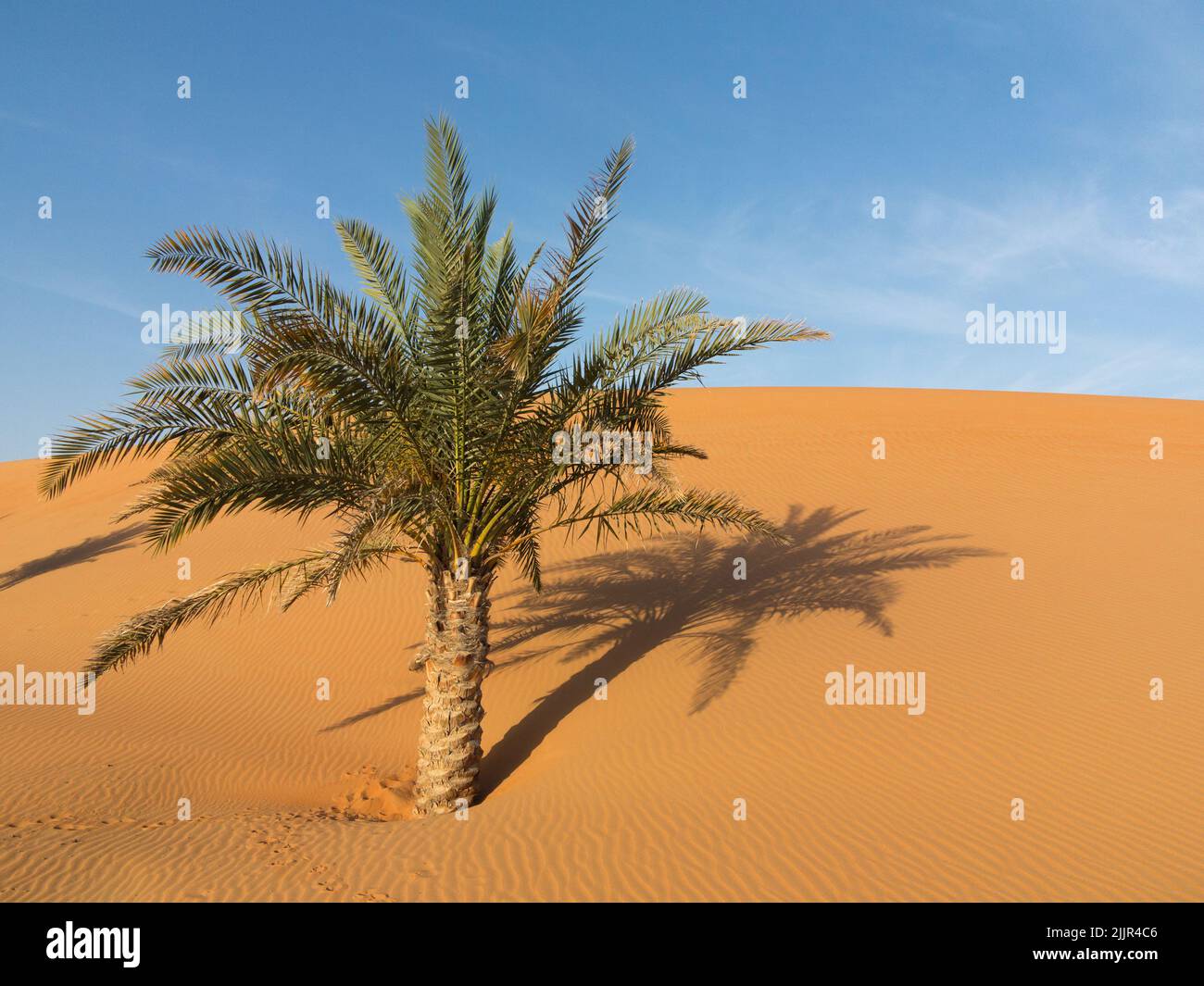 Einzelne Palme mitten in der Wüste, umgeben von wilden Gazellen-Fußabdrücken. Dubai, Vereinigte Arabische Emirate Stockfoto