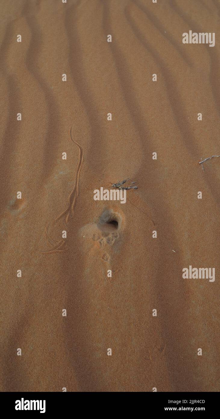 Frische Spur der Wüstenmaus neben einem Loch in der Düne Stockfoto
