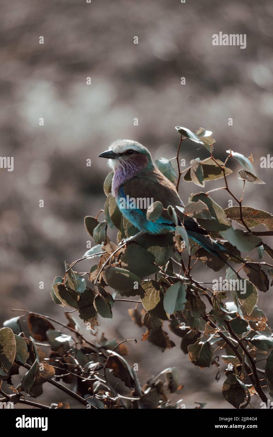 Eine vertikale Aufnahme eines Rollers Vogel in Südafrika Stockfoto