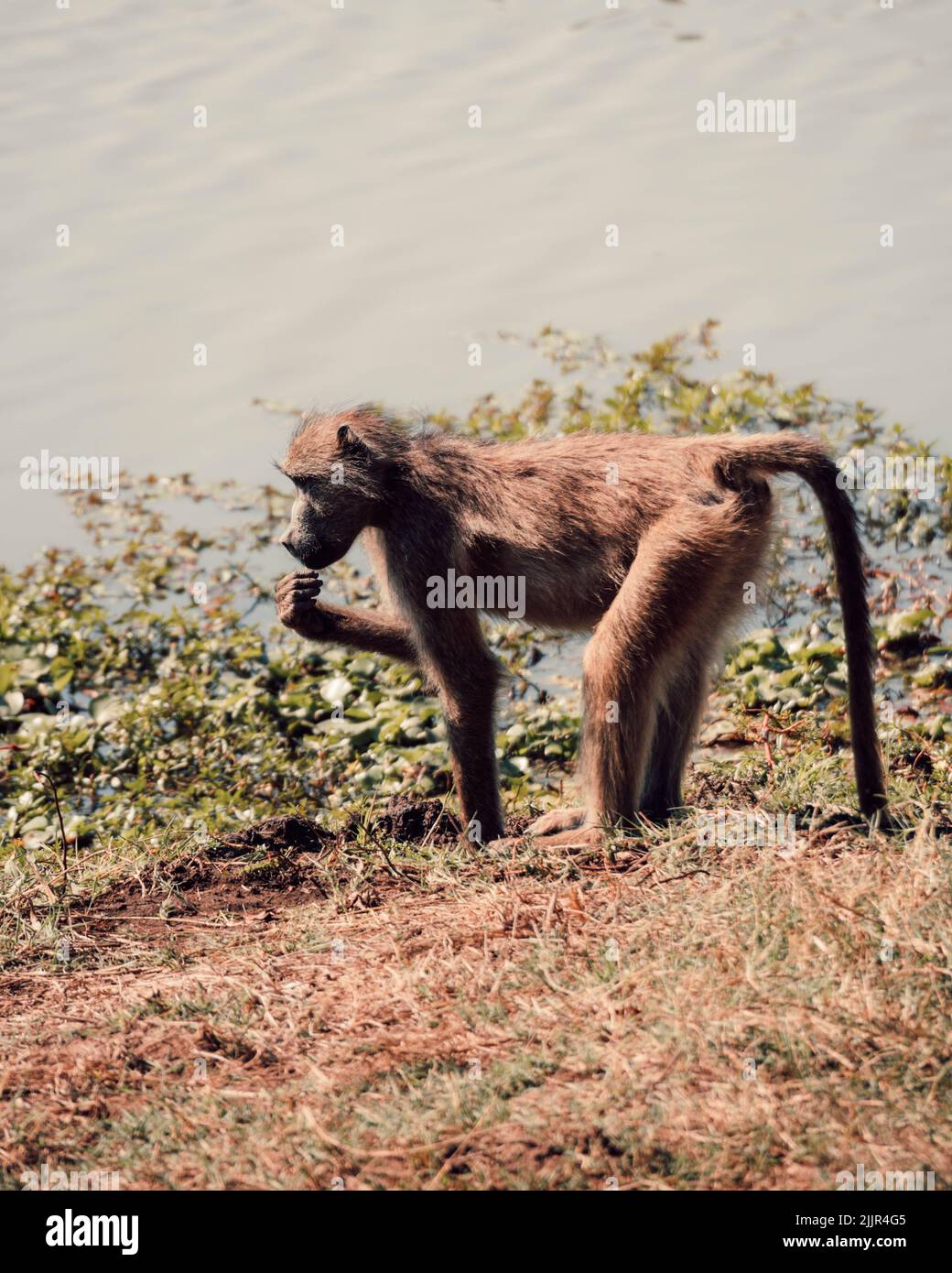 Eine vertikale Aufnahme eines Affen in der Nähe eines Flusses Stockfoto